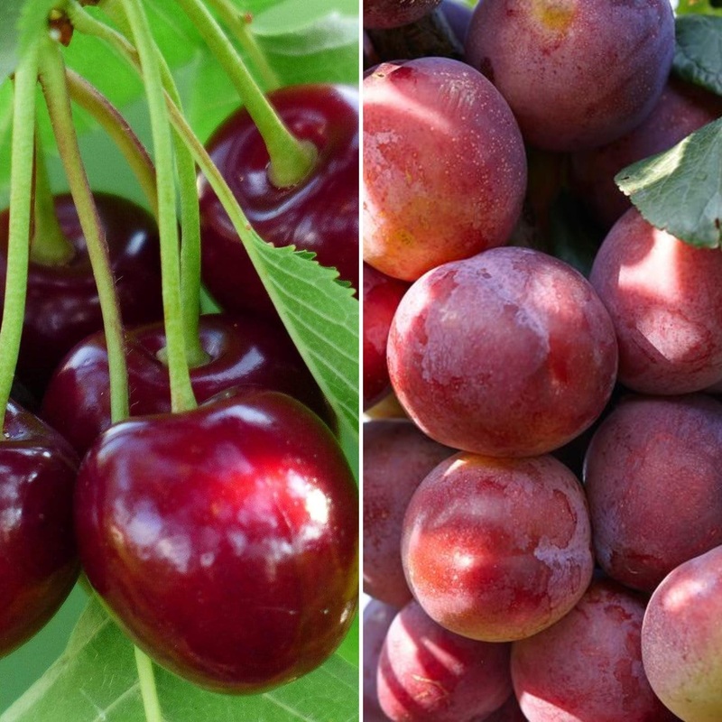 Cherry and Plum Trees | Perfect Partners