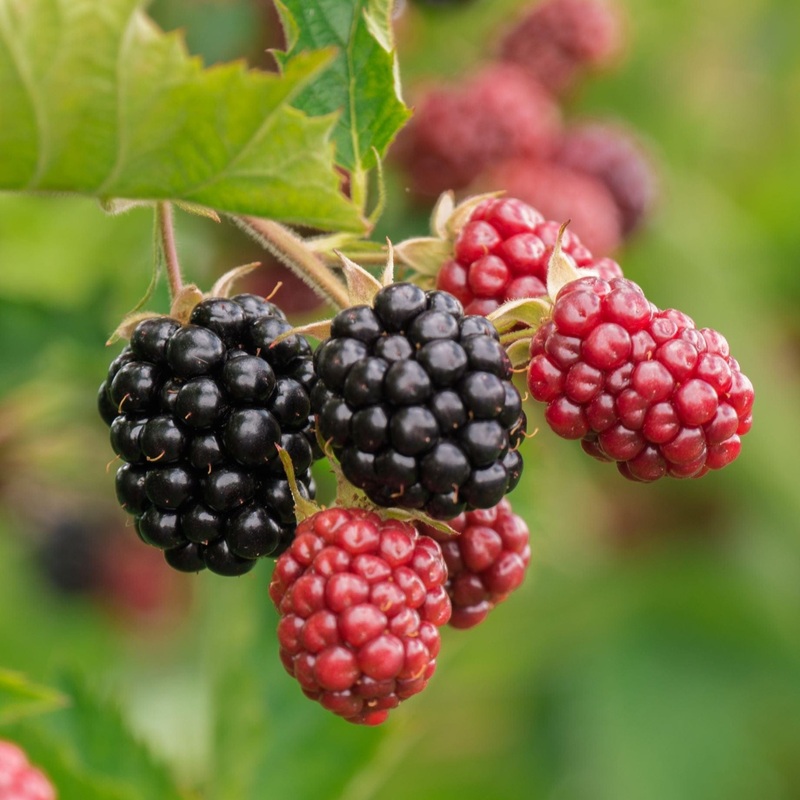 ‘Chester’ Blackberry Plant