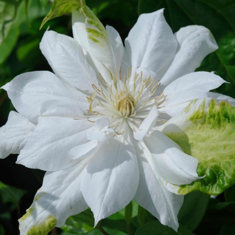 Clematis ‘Duchess of Edinburgh’