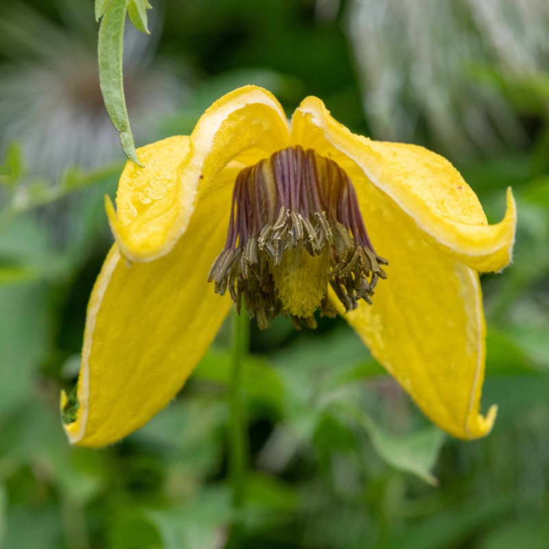 Clematis ‘Golden Tiara’
