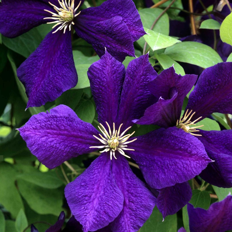 Clematis ‘Happy Birthday’
