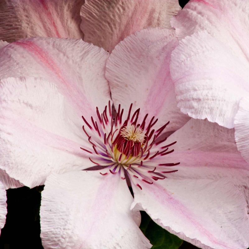 Clematis ‘Pink Fantasy’
