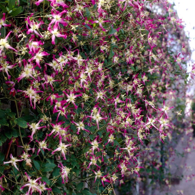 Clematis triternata ‘Rubromarginata’