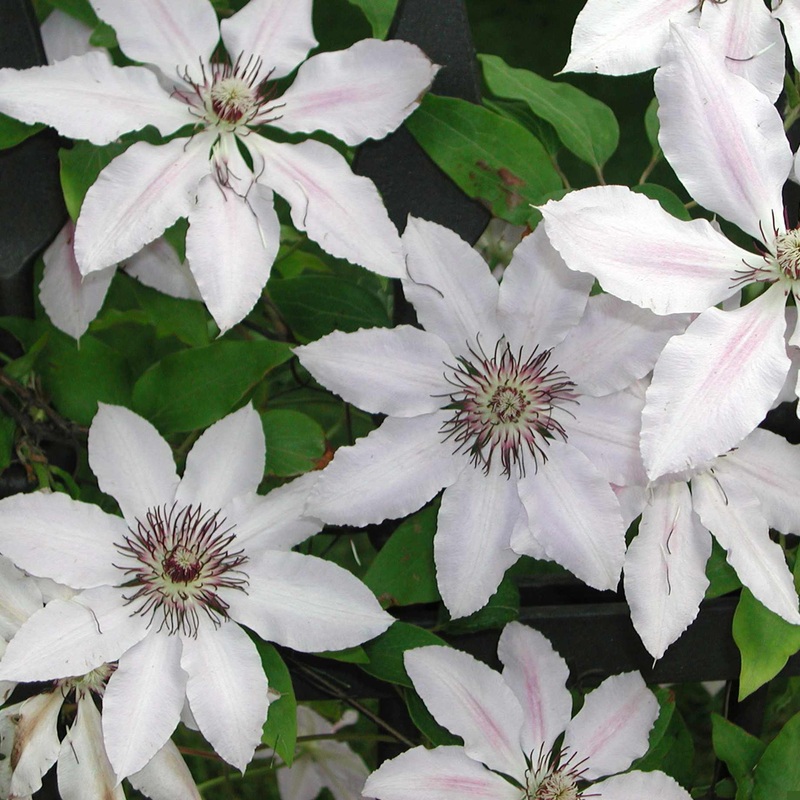 Clematis ‘Wedding Day’