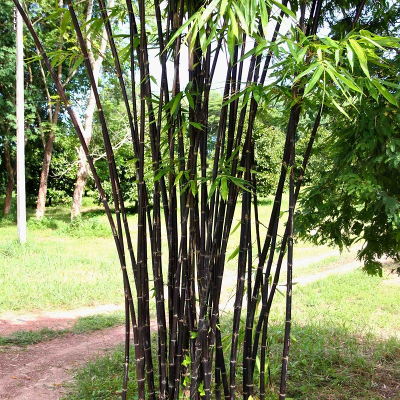 Clumping Black Bamboo | Fargesia nitida ‘Black Pearl’