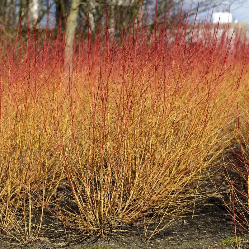 Common Dogwood | Cornus sanguinea ‘Midwinter Fire’