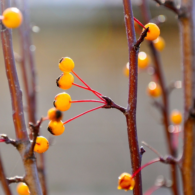 ‘Comtesse de Paris’ Crabapple Tree