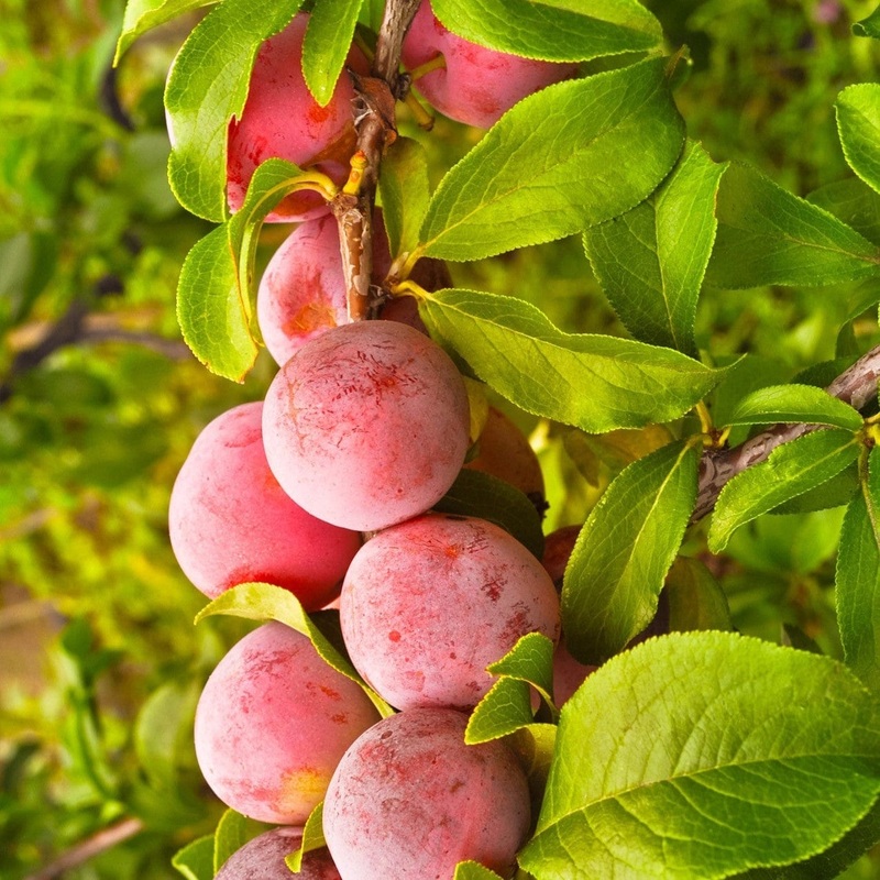 Cordon Plum Tree