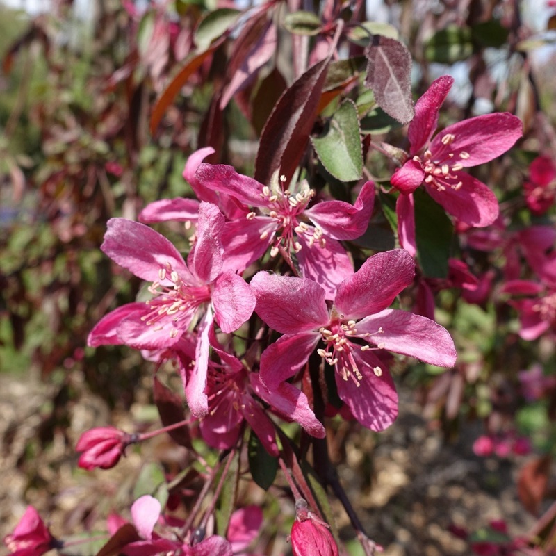 ‘Crimson Cascade’ Purple Crabapple Tree