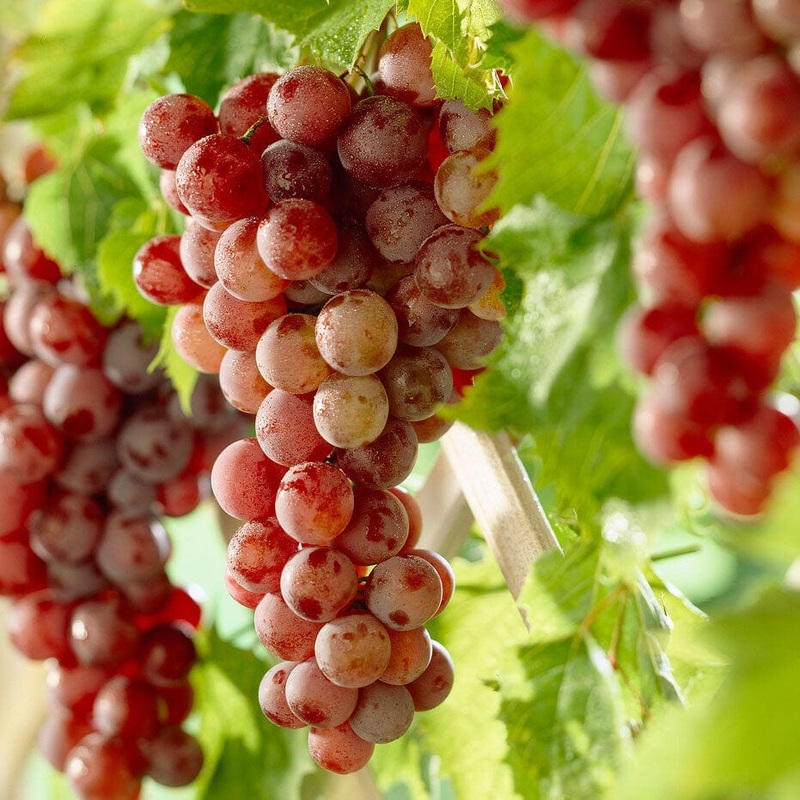 ‘Crimson Seedless’ Grape Vine Vine in a 3L Pot