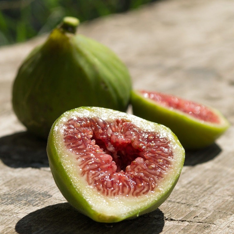 ‘Dalmatie’ Fig Tree Plant in a 3L Pot