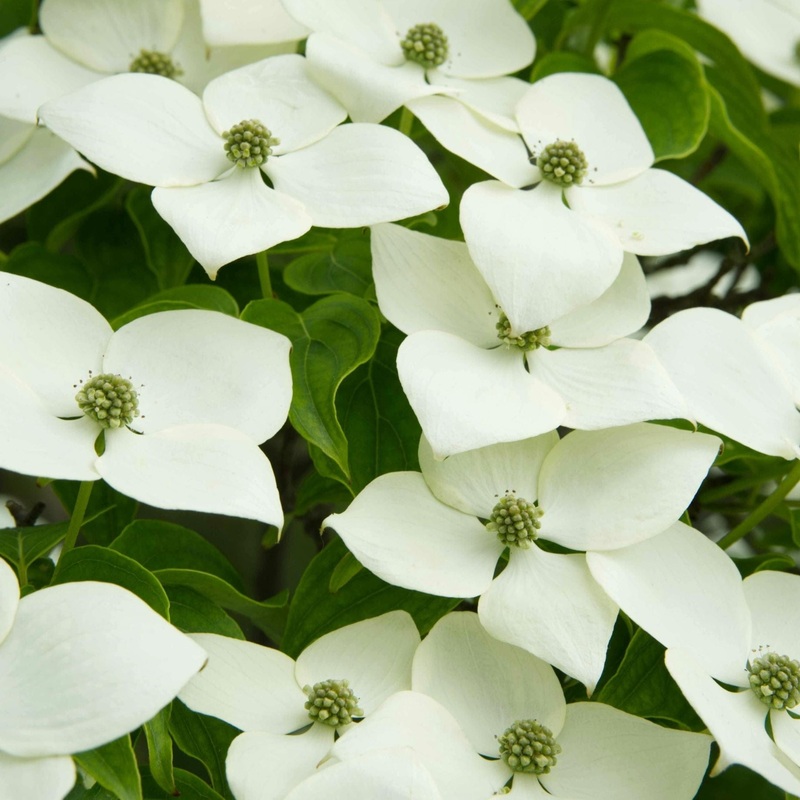 Dogwood Tree | Cornus kousa