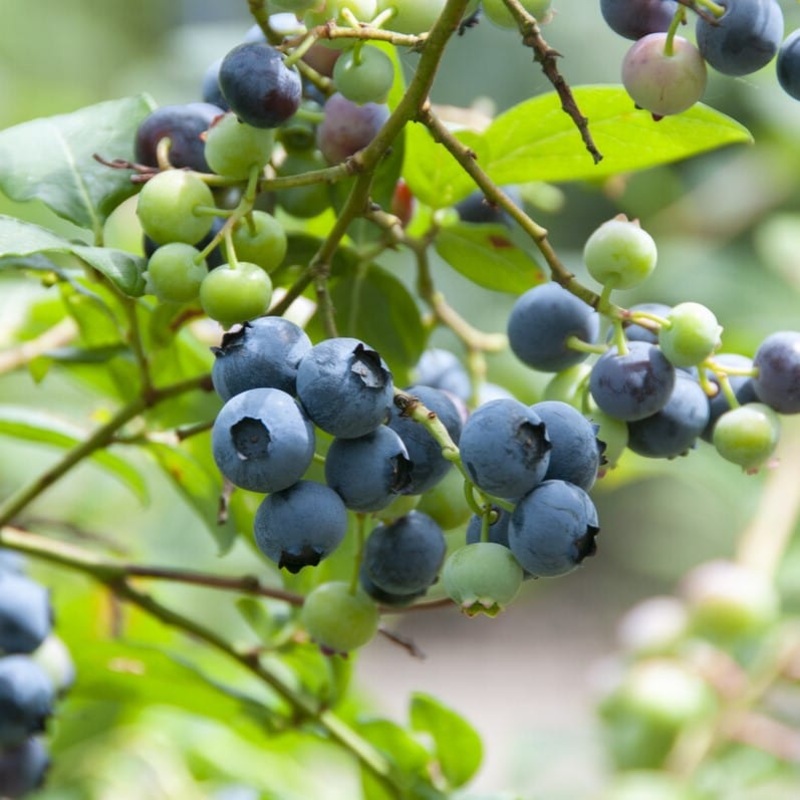 ‘Duke’ Blueberry Bush Plant in a 2L Pot