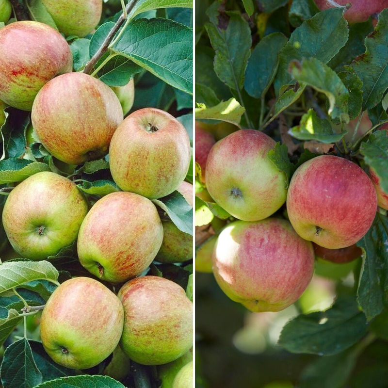 Duo Apple Tree | ‘Cox’s Orange Pippin’ & ‘Elstar’