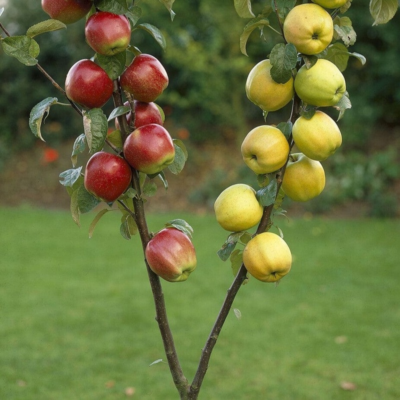 Duo Apple Tree | ‘Cox’s Orange Pippin’ & ‘Golden Delicious’