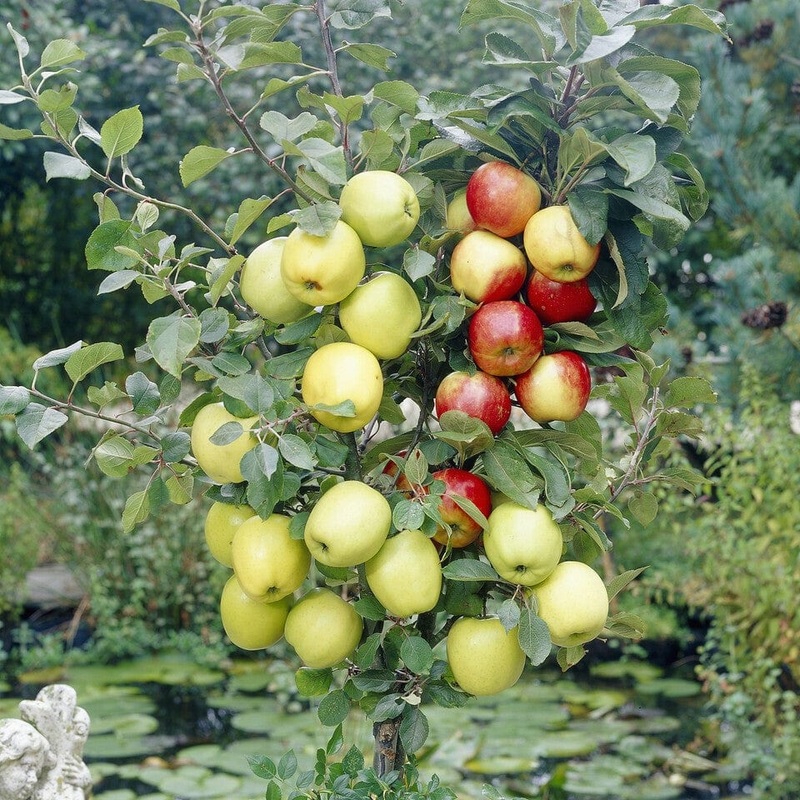 Duo Apple Tree | ‘Jonagold’ & ‘Golden Pearmain’