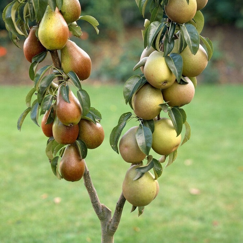 Duo Pear Tree | ‘Conference’ & ‘Williams’ Bon Chrtien’