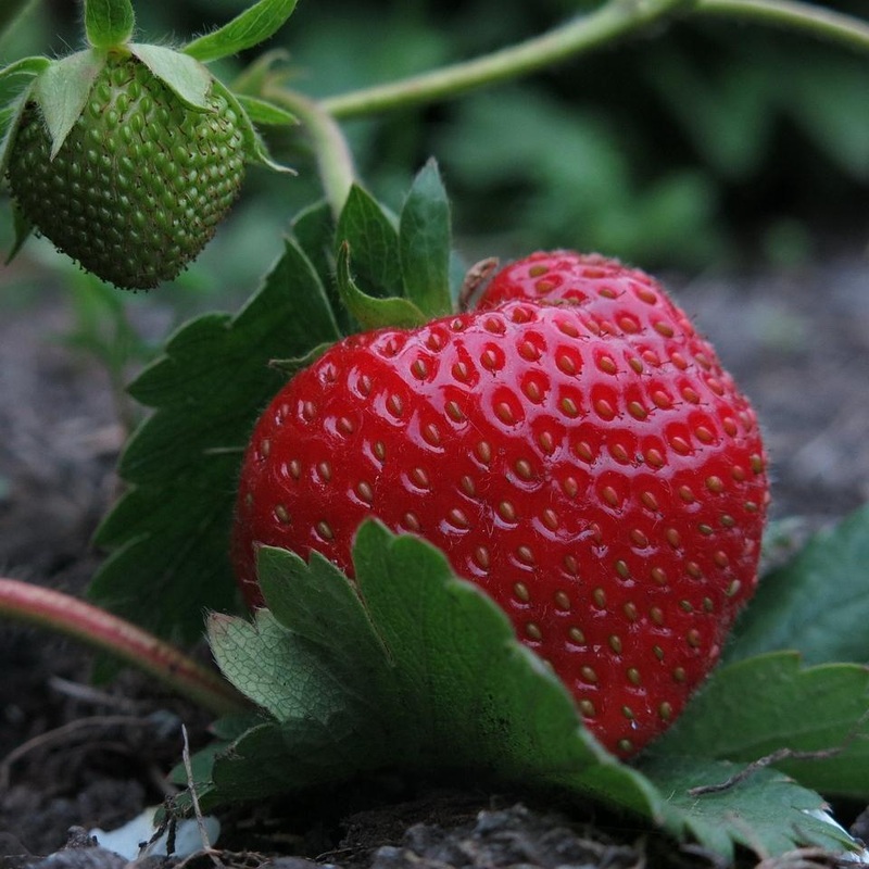 ‘Elsanta’ Strawberry Plants 3 Premium Plants in 9cm Pots