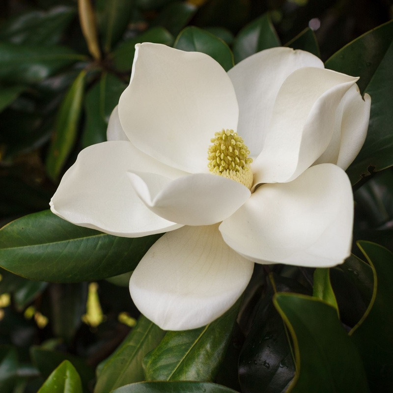 Evergreen Magnolia Tree | Magnolia grandiflora ‘Franois Treyve’