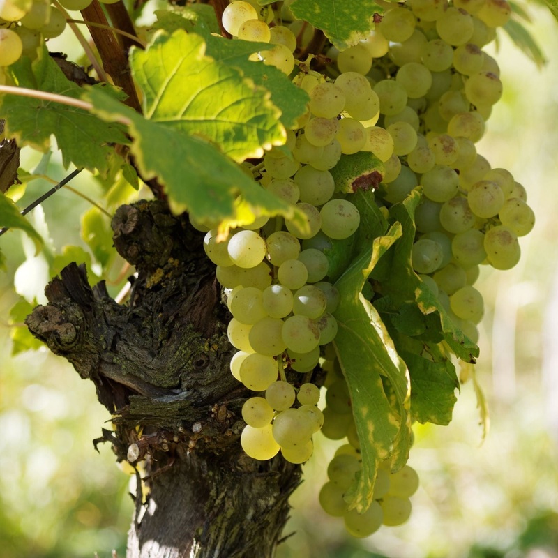 ‘Exalta’ Outdoor Grape Vine