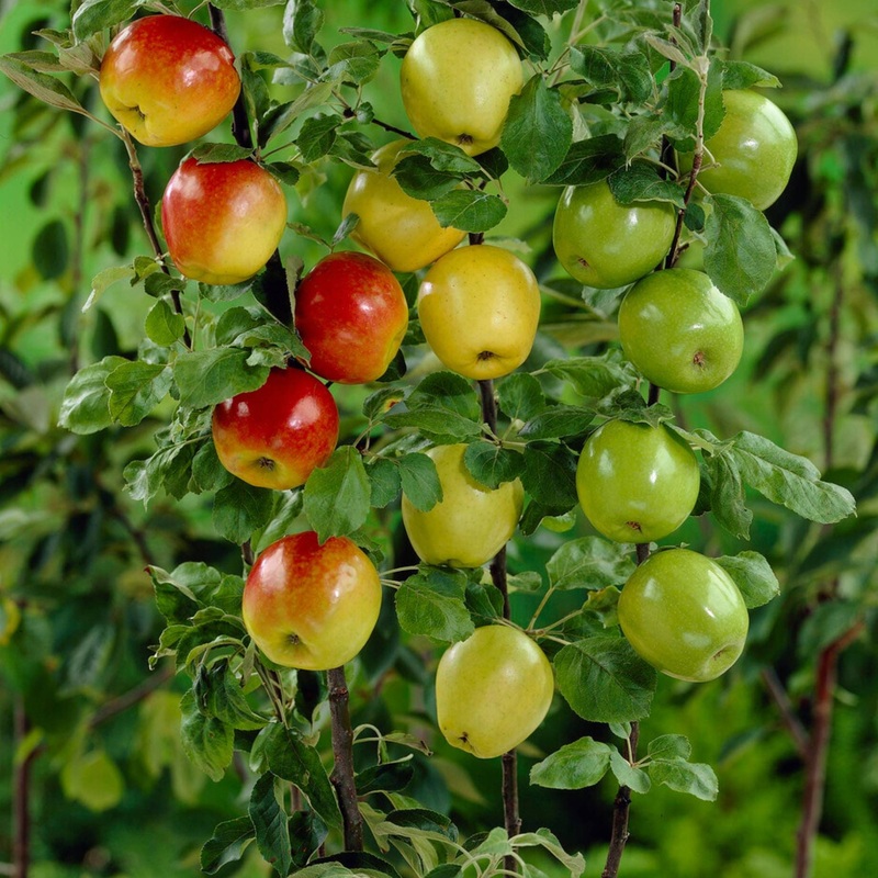 Family Apple Tree