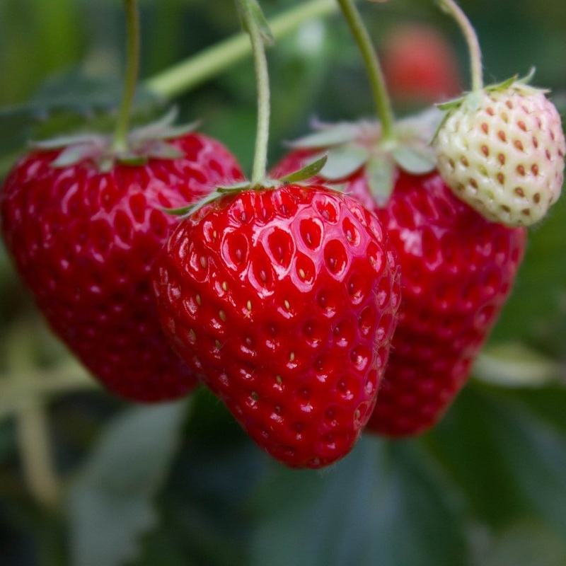 ‘Flamenco’ Strawberry Plants 3 Premium Plants in 9cm Pots
