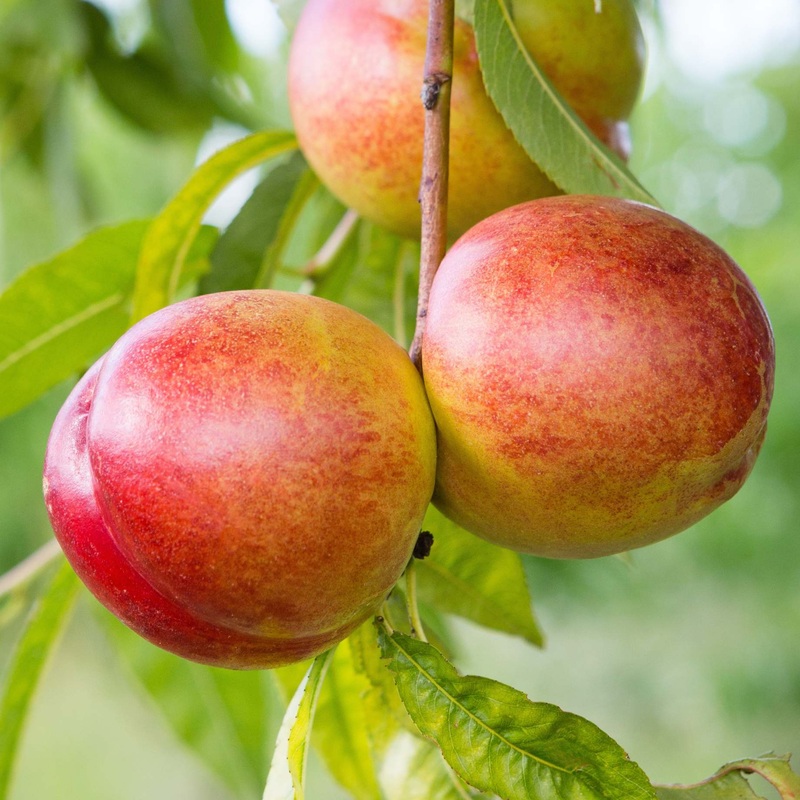 ‘Flavortop’ Nectarine Tree