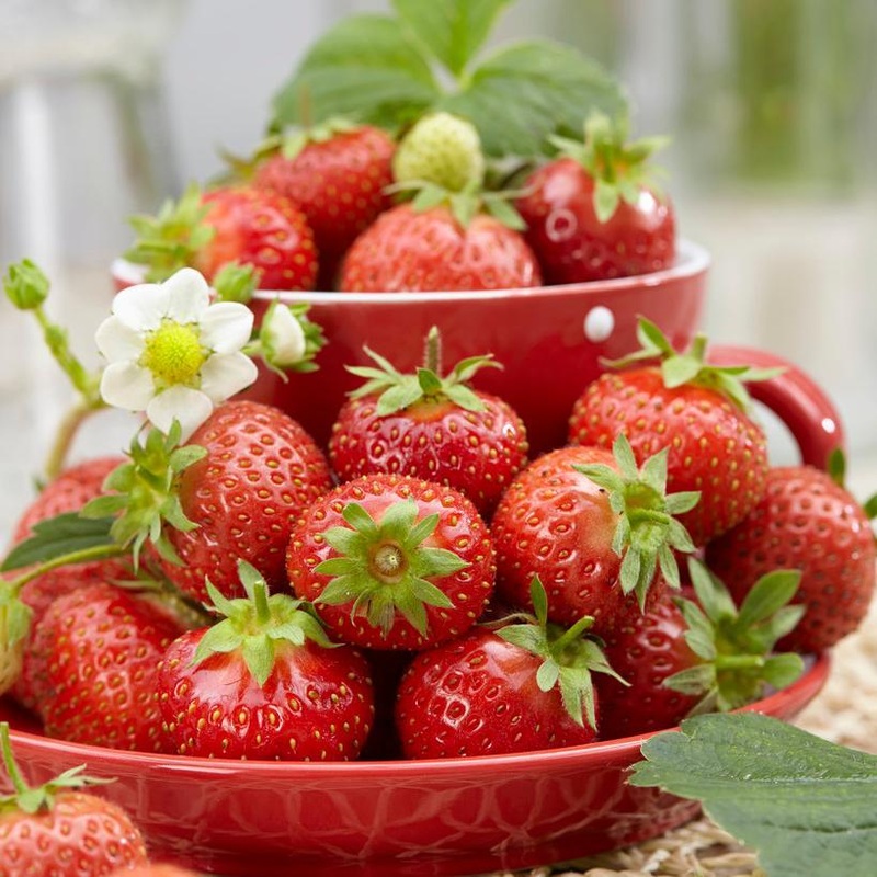 ‘Florence’ Strawberry Plants 3 Premium Plants in 9cm Pots