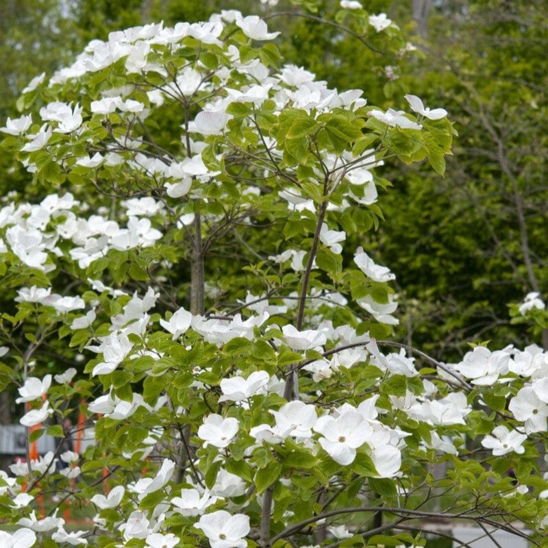 Flowering Dogwood Tree | Cornus florida