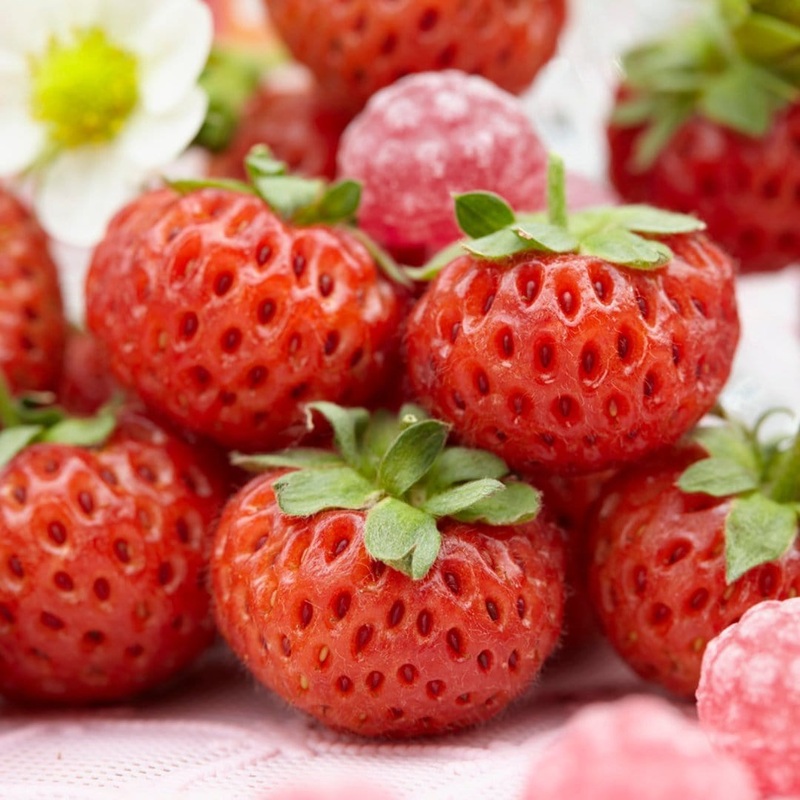 ‘Framberry’ Strawberry Plants 9 Premium Plants in 9cm Pots