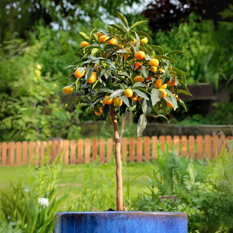 Giant Kumquat Patio Tree