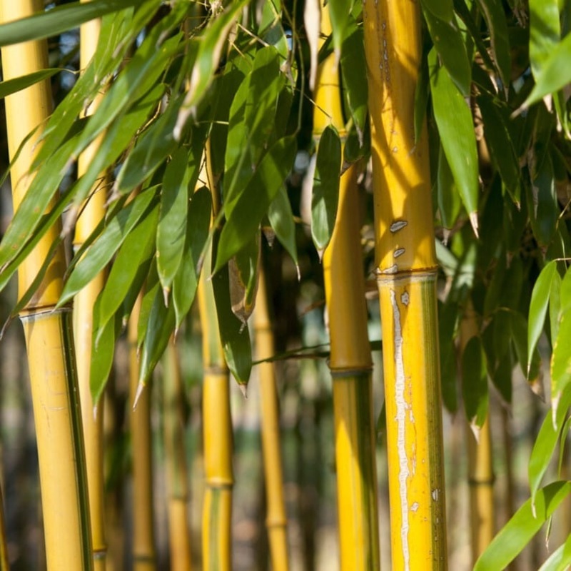 Golden Bamboo | Phyllostachys aureosulcata ‘Spectabilis’