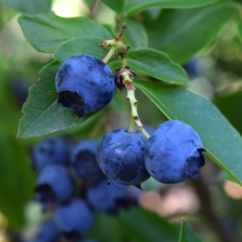 ‘Goldtraube’ Blueberry Bush Plant in a 2L Pot