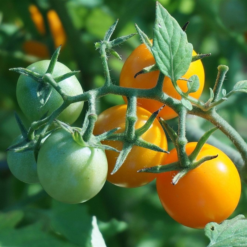 ‘Goldwin’ Tomato Plant