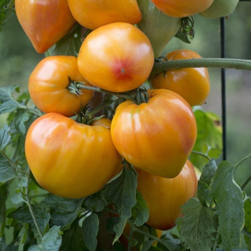 ‘Gourmansun’ Tomato Plant