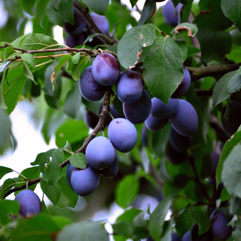 ‘Hauszwetsche’ Plum Tree