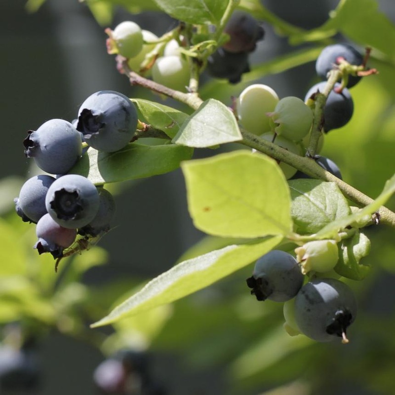 ‘Herbert’ Blueberry Bush Plant in a 2L Pot