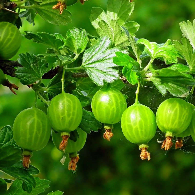 ‘Hinnonmaki Green’ Gooseberry Bush Plant in a 3L Pot