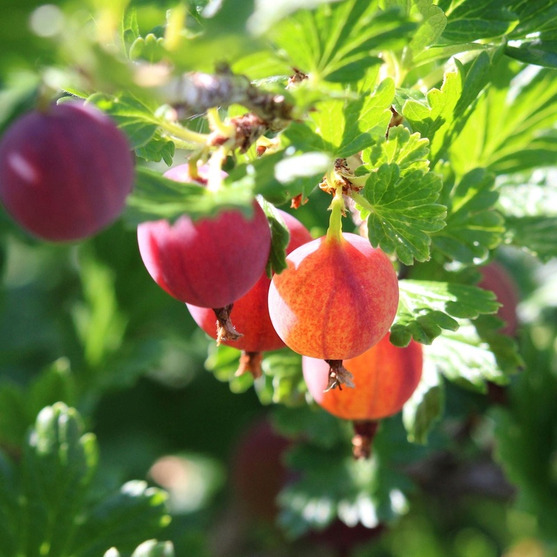 ‘Hinnonmaki Red’ Gooseberry Bush Plant in a 3L Pot
