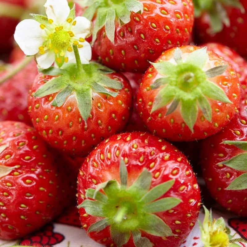 ‘Honeoye’ Strawberry Plants 3 Premium Plants in 9cm Pots