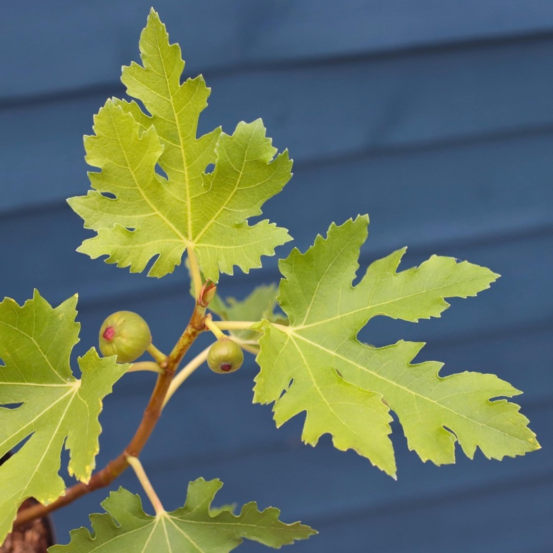 ‘Ice Crystal’ Fig Tree Plant in a 3L Pot