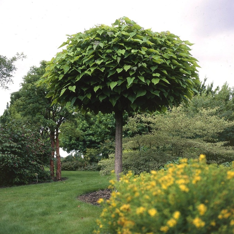 Indian Bean Tree | Catalpa bignonioides ‘Nana’