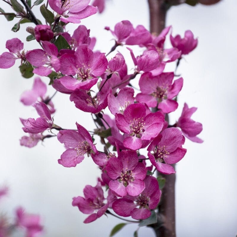 ‘Indian Magic’ Crabapple Tree
