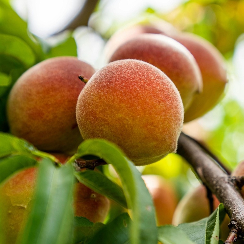 ‘Inka’ Peach Tree