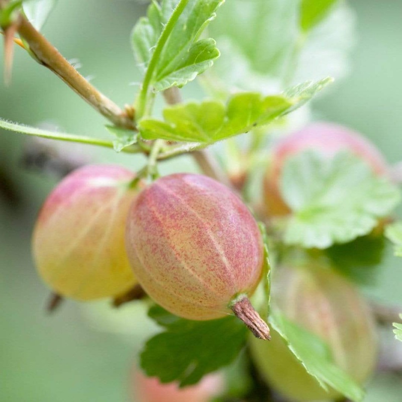 ‘Invicta’ Gooseberry Bush Plant in a 3L Pot