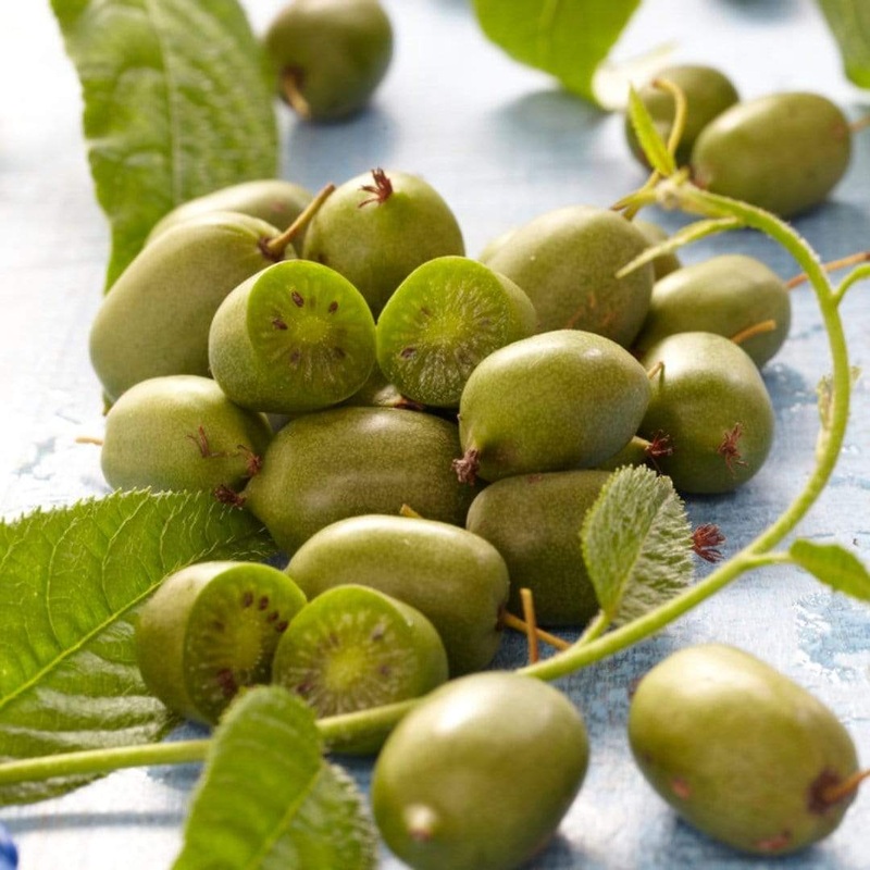 ‘Issai’ Hardy Kiwi Plant Plant in a 2L Pot