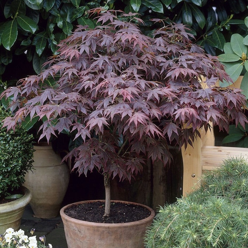 Japanese Maple Tree | Acer palmatum ‘Bloodgood’