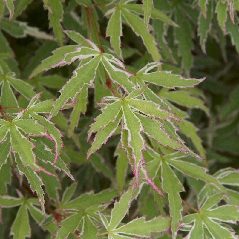 Japanese Maple Tree | Acer palmatum ‘Butterfly’