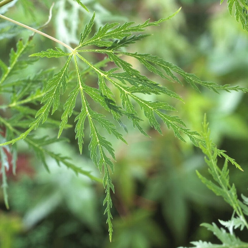 Japanese Maple Tree | Acer palmatum dissectum ‘Emerald Lace’