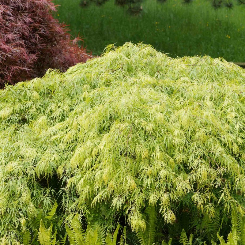Japanese Maple Tree | Acer palmatum dissectum ‘Flavescens’
